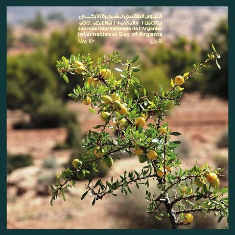 المجتمع الدولي يحتفي باليوم العالمي الأول لشجرة الأركان – azulpress ⴰⵣⵓⵍ  ⴱⵔⵉⵙ