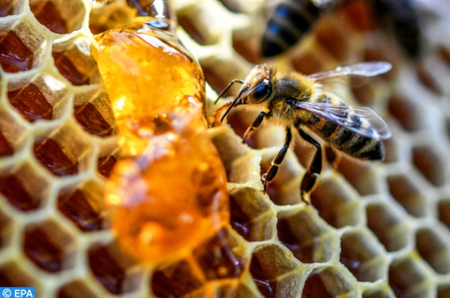 abeille insecte social